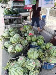 自贡网红吃瓜事件,一场网络狂欢背后的真相揭秘